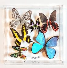 Load image into Gallery viewer, Framed Butterflies-Mounted Butterflies-Preserved Butterflies