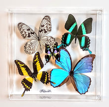Load image into Gallery viewer, Framed Butterflies-Mounted Butterflies-Preserved Butterflies