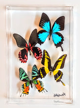 Load image into Gallery viewer, Framed Butterflies-Mounted Butterflies-Preserved Butterflies