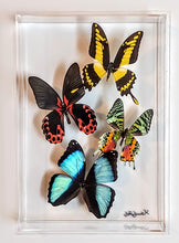 Load image into Gallery viewer, Framed Butterflies-Mounted Butterflies-Preserved Butterflies