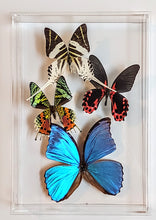 Load image into Gallery viewer, Framed butterflies preserved in acrylic display
