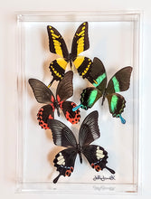 Load image into Gallery viewer, A framed acrylic display case showcasing mounted butterflies with various colorful patterns and wings spread out.