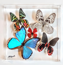 Load image into Gallery viewer, Framed Butterflies-Mounted Butterflies-Preserved Butterflies