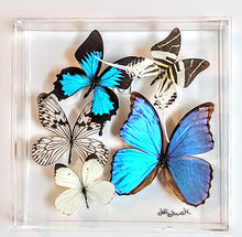 Load image into Gallery viewer, Framed Butterflies-Mounted Butterflies-Preserved Butterflies