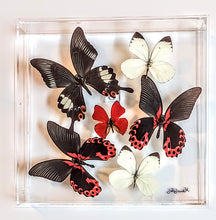 Load image into Gallery viewer, real framed butterflies