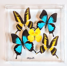 Load image into Gallery viewer, Framed Butterflies-Mounted Butterflies-Preserved Butterflies