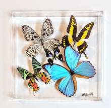 Load image into Gallery viewer, Framed Butterflies-Mounted Butterflies-Preserved Butterflies