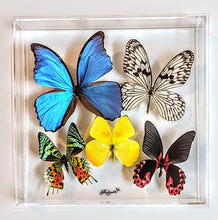Load image into Gallery viewer, Framed Butterflies-Mounted Butterflies-Preserved Butterflies