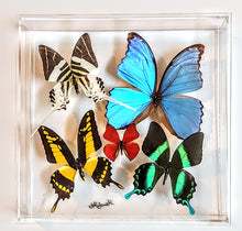 Load image into Gallery viewer, Framed Butterflies-Mounted Butterflies-Preserved Butterflies