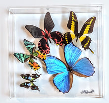 Load image into Gallery viewer, Framed Butterflies-Mounted Butterflies-Preserved Butterflies