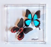 Load image into Gallery viewer, Framed Butterflies-Mounted Butterflies-Preserved Butterflies