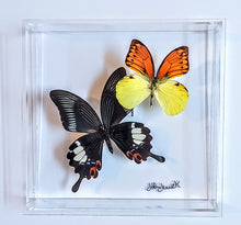 Load image into Gallery viewer, Framed Butterflies-Mounted Butterflies-Preserved Butterflies