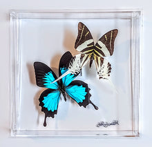 Load image into Gallery viewer, Framed Butterflies-Mounted Butterflies-Preserved Butterflies