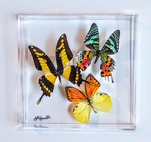 Load image into Gallery viewer, Framed Butterflies-Mounted Butterflies-Preserved Butterflies