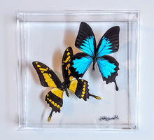 Load image into Gallery viewer, Framed Butterflies-Mounted Butterflies-Preserved Butterflies
