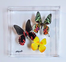 Load image into Gallery viewer, Framed Butterflies-Mounted Butterflies-Preserved Butterflies