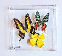 Load image into Gallery viewer, Framed Butterflies-Mounted Butterflies-Preserved Butterflies