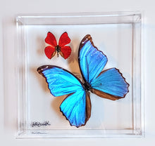 Load image into Gallery viewer, Framed Butterflies-Mounted Butterflies-Preserved Butterflies