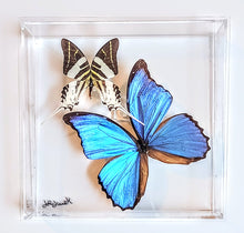 Load image into Gallery viewer, Framed Butterflies-Mounted Butterflies-Preserved Butterflies