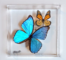 Load image into Gallery viewer, Framed Butterflies-Mounted Butterflies-Preserved Butterflies