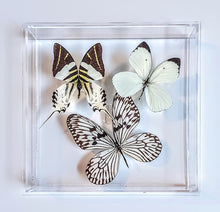 Load image into Gallery viewer, Framed Butterflies-Mounted Butterflies-Preserved Butterflies
