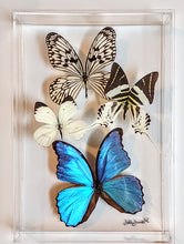 Load image into Gallery viewer, A framed acrylic display case showcasing mounted butterflies with varying colors and patterns, including a blue and white butterfly and a brown and white butterfly.
