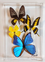 Load image into Gallery viewer, Framed Butterflies-Mounted Butterflies-Preserved Butterflies