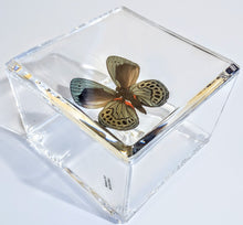 Load image into Gallery viewer, Framed Butterflies-Mounted Butterflies-Preserved Butterflies