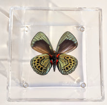 Load image into Gallery viewer, Framed Butterflies-Mounted Butterflies-Preserved Butterflies