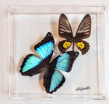Load image into Gallery viewer, Framed Butterflies-Mounted Butterflies-Preserved Butterflies