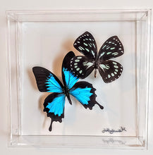 Load image into Gallery viewer, Framed Butterflies-Mounted Butterflies-Preserved Butterflies