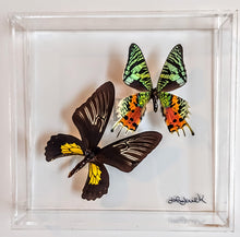 Load image into Gallery viewer, Framed Butterflies-Mounted Butterflies-Preserved Butterflies