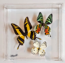 Load image into Gallery viewer, Framed Butterflies-Mounted Butterflies-Preserved Butterflies