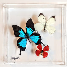 Load image into Gallery viewer, Framed Butterflies-Mounted Butterflies-Preserved Butterflies