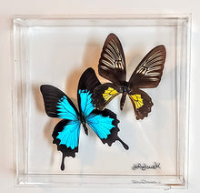 Load image into Gallery viewer, Framed Butterflies-Mounted Butterflies-Preserved Butterflies