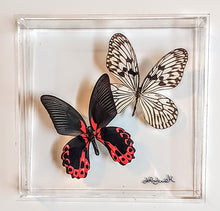 Load image into Gallery viewer, Framed Butterflies-Mounted Butterflies-Preserved Butterflies