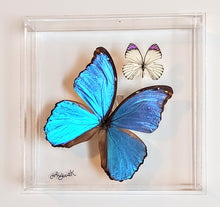 Load image into Gallery viewer, Framed Butterflies-Mounted Butterflies-Preserved Butterflies