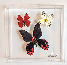 Load image into Gallery viewer, Framed Butterflies-Mounted Butterflies-Preserved Butterflies