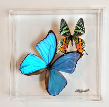 Load image into Gallery viewer, Framed Butterflies-Mounted Butterflies-Preserved Butterflies
