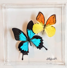 Load image into Gallery viewer, Framed Butterflies-Mounted Butterflies-Preserved Butterflies