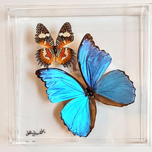 Load image into Gallery viewer, Framed Butterflies-Mounted Butterflies-Preserved Butterflies