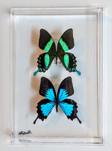 Load image into Gallery viewer, Framed Butterflies-Mounted Butterflies-Preserved Butterflies