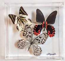 Load image into Gallery viewer, Framed Butterflies-Mounted Butterflies-Preserved Butterflies