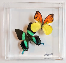 Load image into Gallery viewer, Framed Butterflies-Mounted Butterflies-Preserved Butterflies