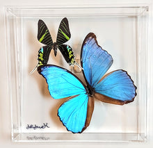 Load image into Gallery viewer, Framed Butterflies-Mounted Butterflies-Preserved Butterflies