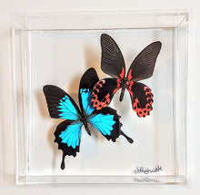 Load image into Gallery viewer, Framed Butterflies-Mounted Butterflies-Preserved Butterflies