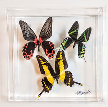 Load image into Gallery viewer, Framed Butterflies-Mounted Butterflies-Preserved Butterflies
