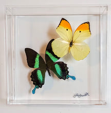 Load image into Gallery viewer, Framed Butterflies-Mounted Butterflies-Preserved Butterflies