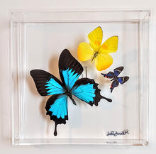 Load image into Gallery viewer, Framed Butterflies-Mounted Butterflies-Preserved Butterflies