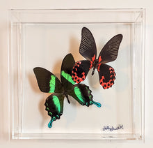 Load image into Gallery viewer, Framed Butterflies-Mounted Butterflies-Preserved Butterflies